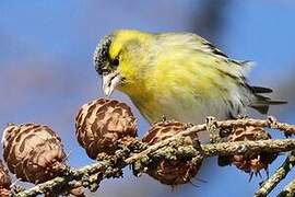 Eurasian Siskin