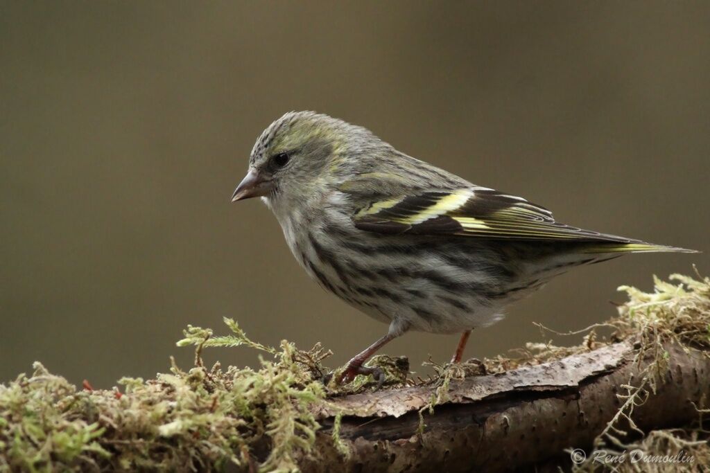 Eurasian Siskin female, identification