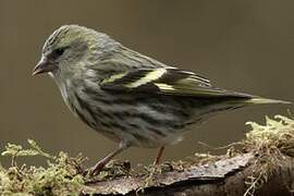 Eurasian Siskin