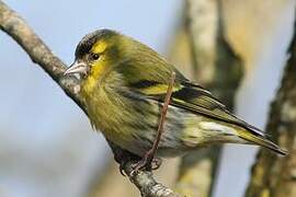 Eurasian Siskin