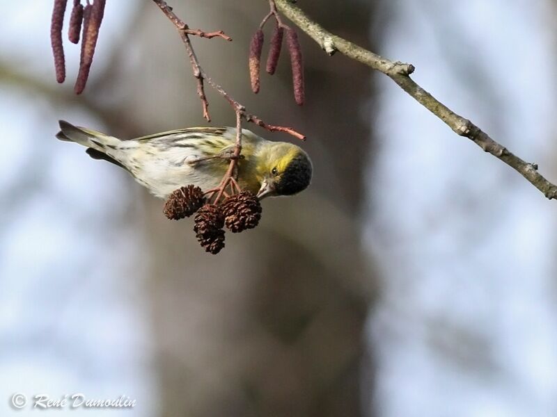 Eurasian Siskin male adult, identification, feeding habits