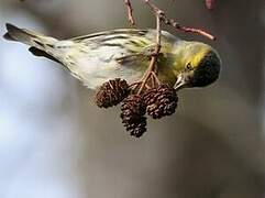 Eurasian Siskin