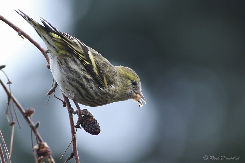 Eurasian Siskin female adult, identification, feeding habits