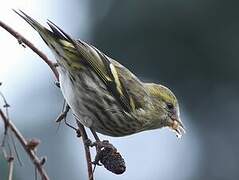 Eurasian Siskin