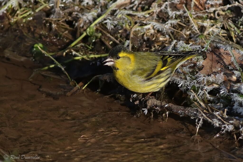 Eurasian Siskin male adult transition, identification, drinks