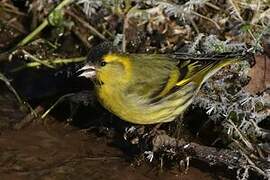 Eurasian Siskin