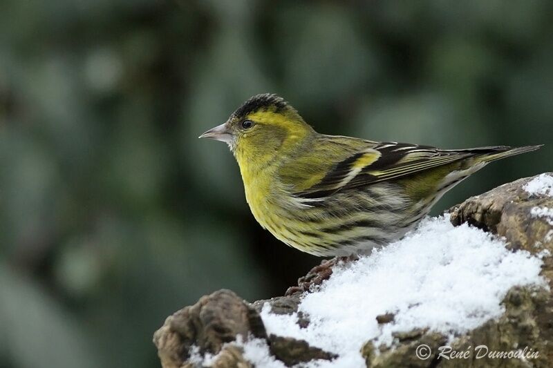 Eurasian Siskin male adult, identification