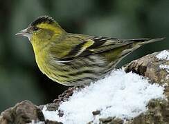 Eurasian Siskin