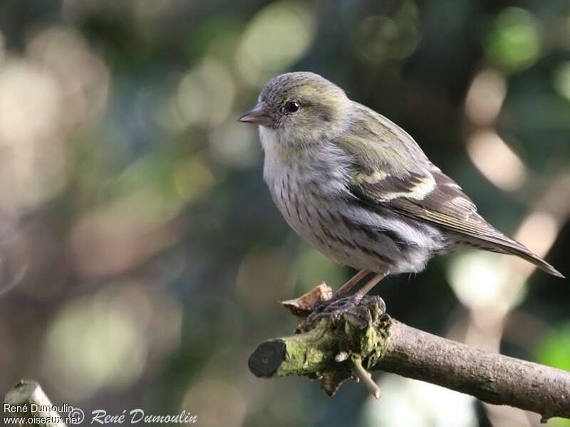 Eurasian Siskin female adult, identification