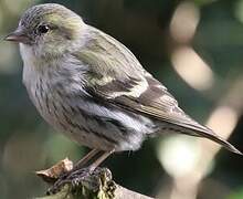 Eurasian Siskin