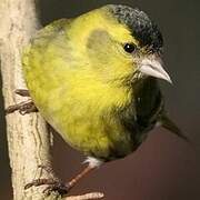 Eurasian Siskin