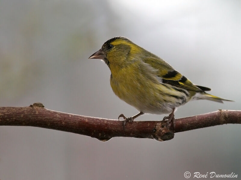 Eurasian Siskin male adult