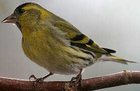 Eurasian Siskin