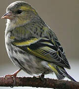 Eurasian Siskin