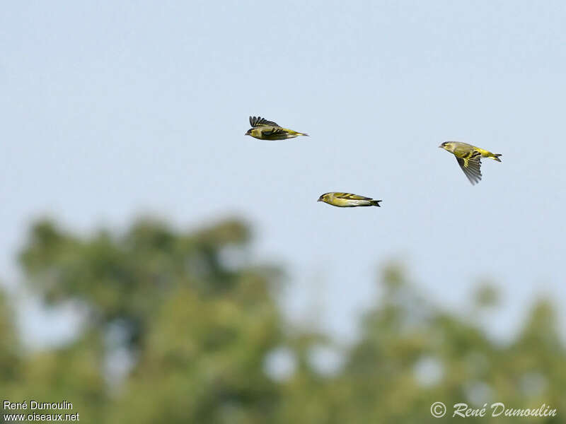 Eurasian Siskin, Flight