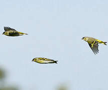 Eurasian Siskin