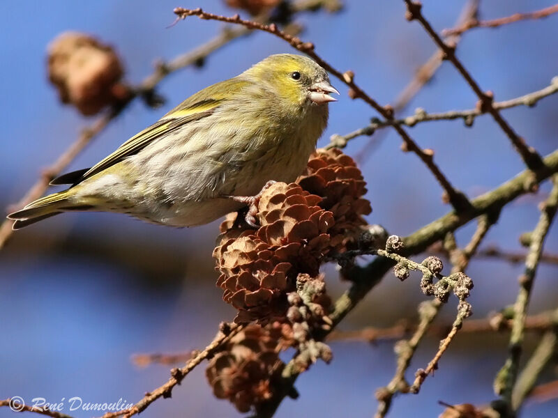 Eurasian Siskin male First year, identification, feeding habits