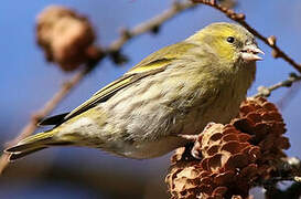 Eurasian Siskin