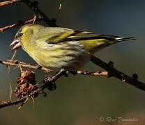 Eurasian Siskin