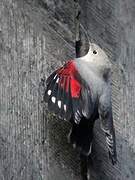 Wallcreeper