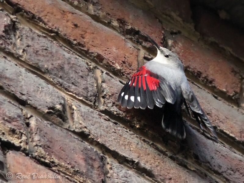 Wallcreeperadult post breeding, identification