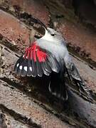 Wallcreeper