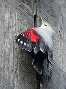 Wallcreeper