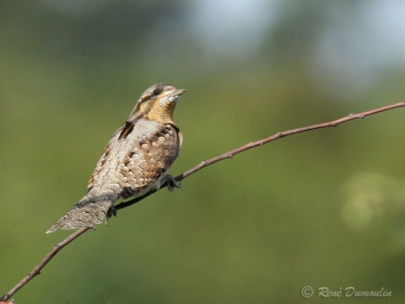 Eurasian Wryneckimmature, identification