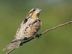 Eurasian Wryneck