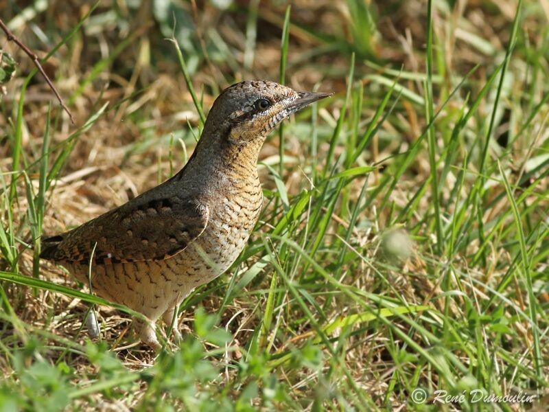 Torcol fourmilierimmature, identification