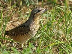 Eurasian Wryneck