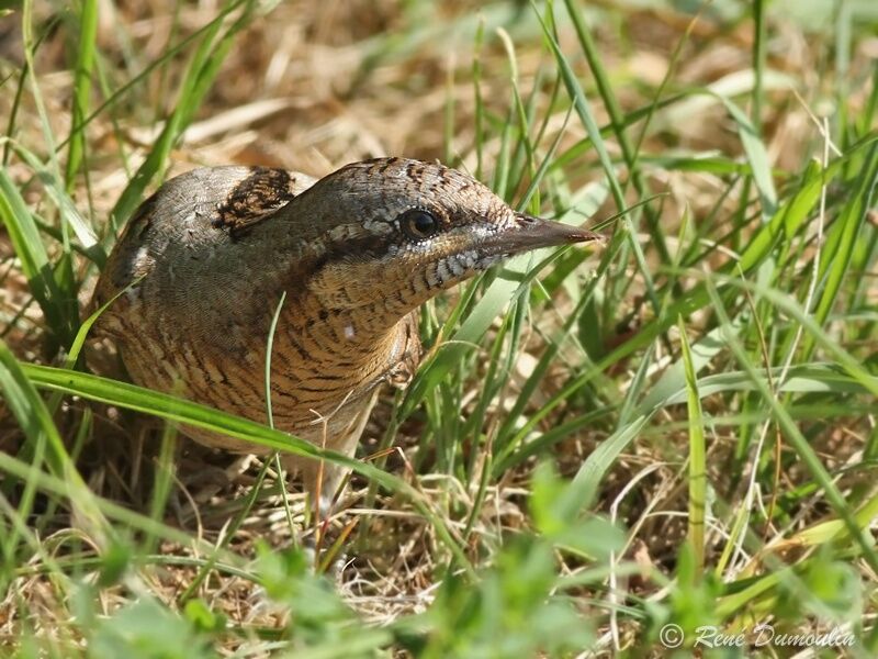 Torcol fourmilierimmature, identification