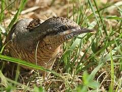 Eurasian Wryneck