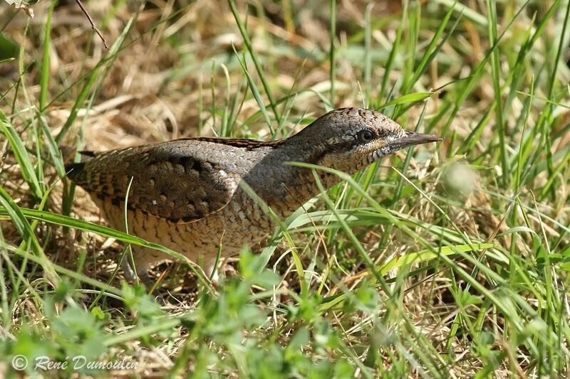 Eurasian Wryneckadult, identification