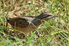 Eurasian Wryneck