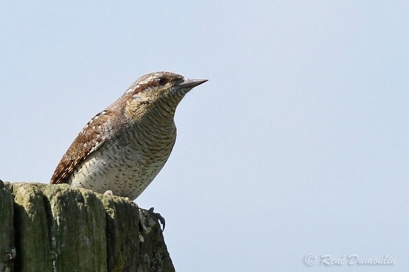 Eurasian Wryneckadult, identification