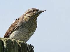 Eurasian Wryneck