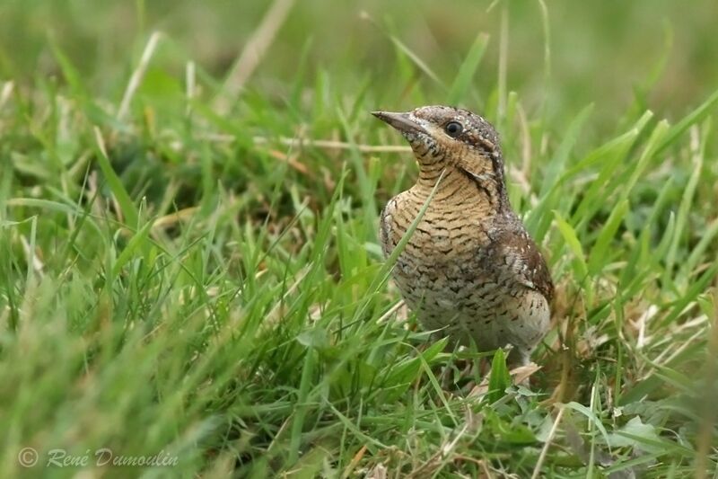 Eurasian Wryneckjuvenile, identification