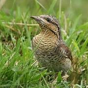 Eurasian Wryneck