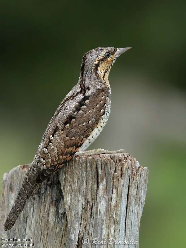 Eurasian Wryneckjuvenile, identification