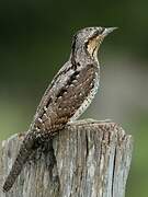 Eurasian Wryneck