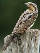 Eurasian Wryneck