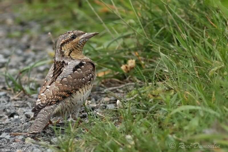 Eurasian Wryneck, fishing/hunting