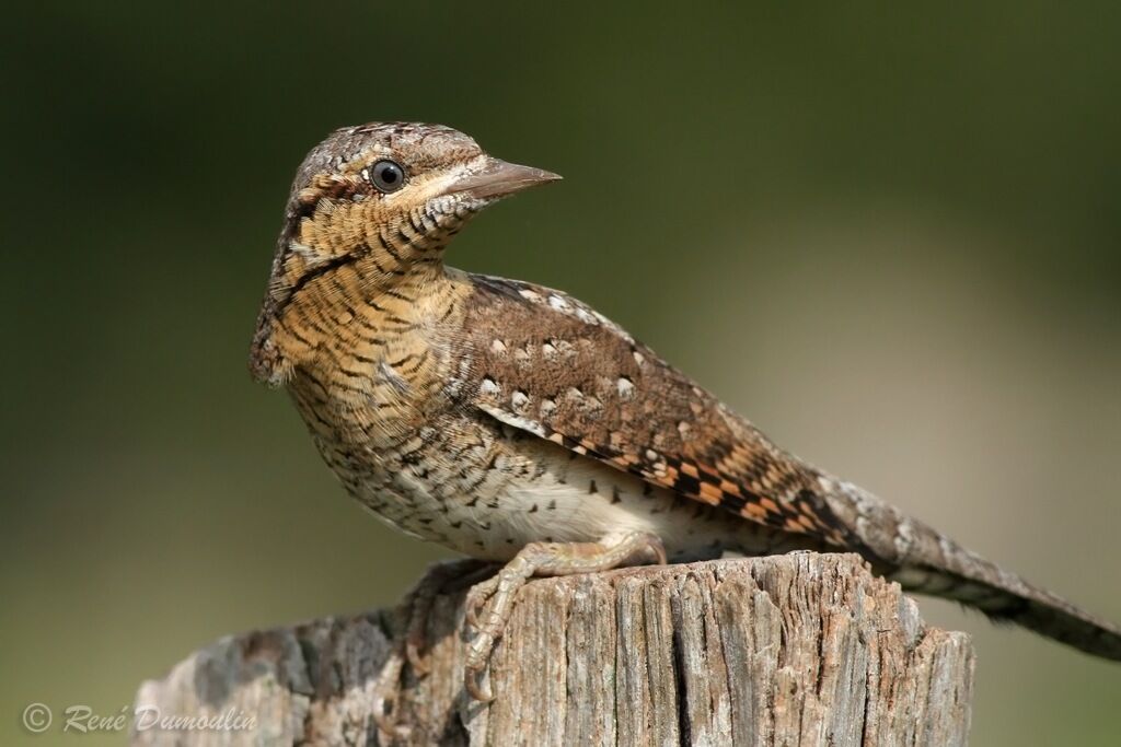 Torcol fourmilierimmature, identification