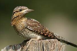 Eurasian Wryneck