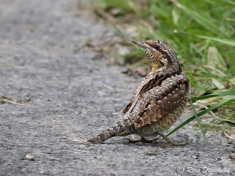 Eurasian Wryneck, identification