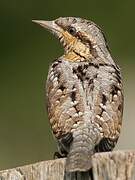 Eurasian Wryneck