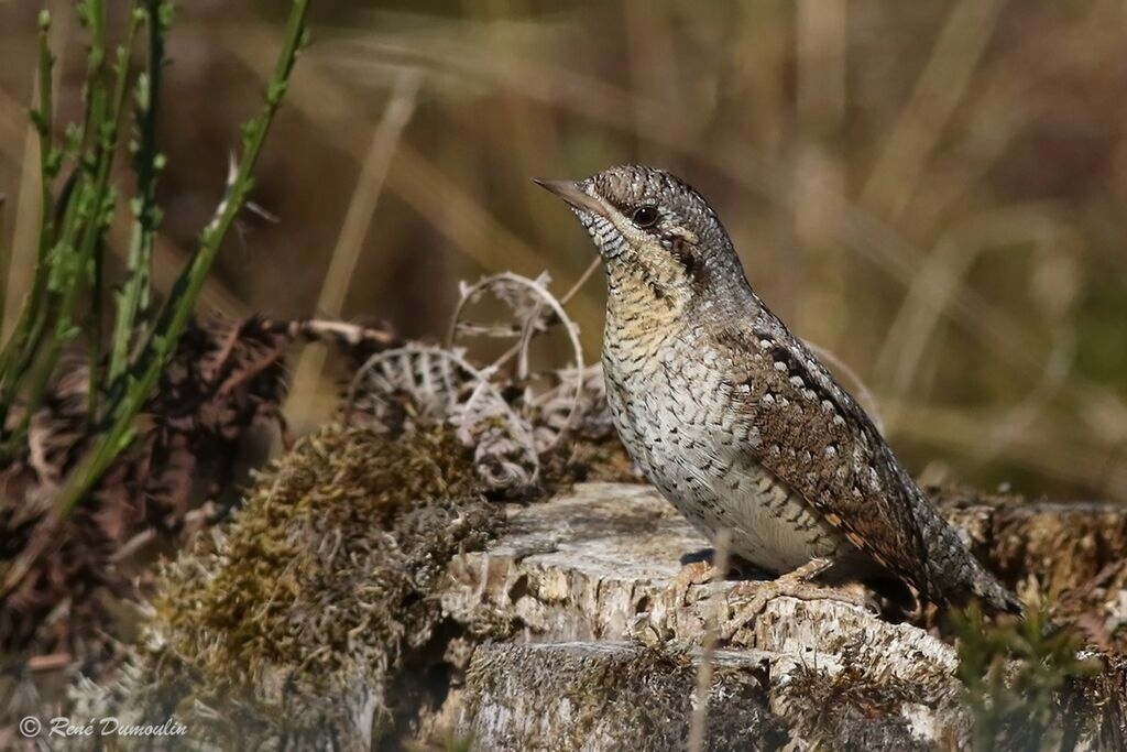 Eurasian Wryneckadult breeding, identification