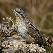 Eurasian Wryneck