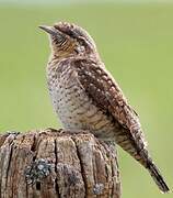 Eurasian Wryneck